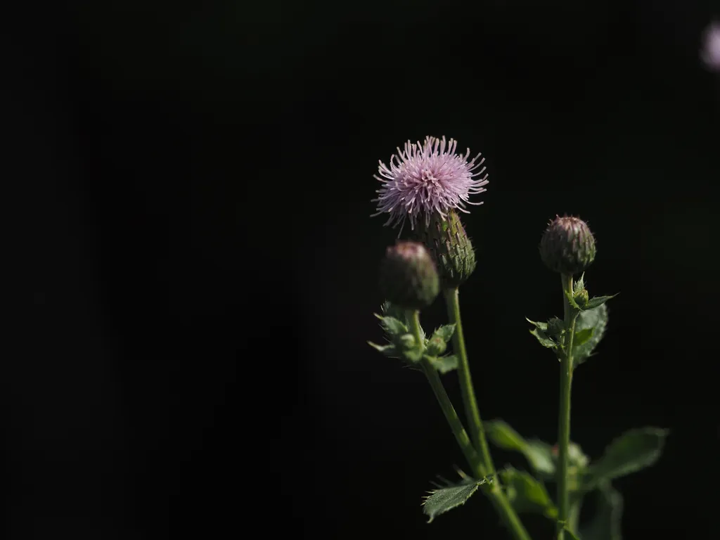 a flowering thistle