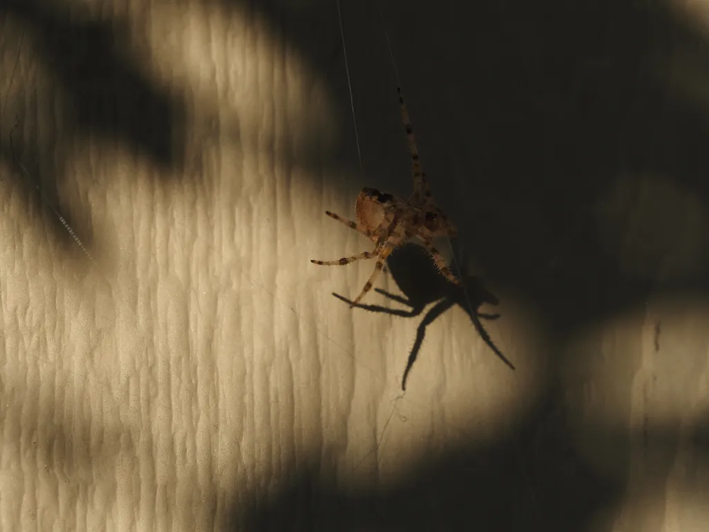 a spider casting a shadow against a wall