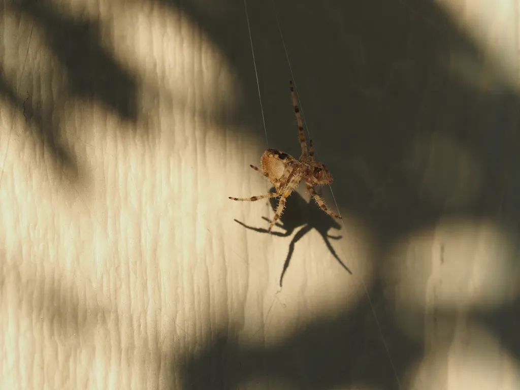 a spider casting a shadow against a wall