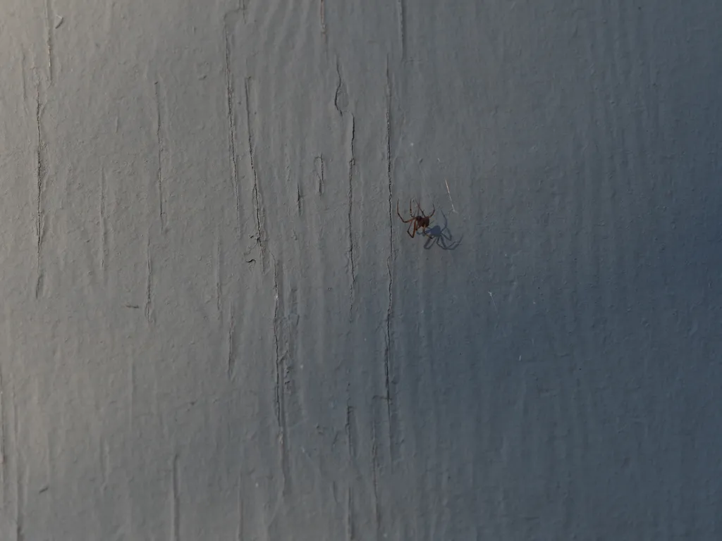 a spider casting a shadow against a wall