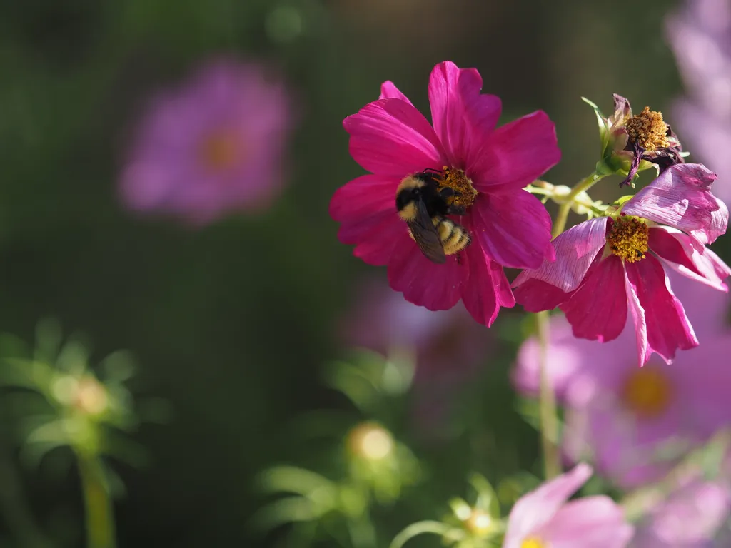 a bee visiting a flower