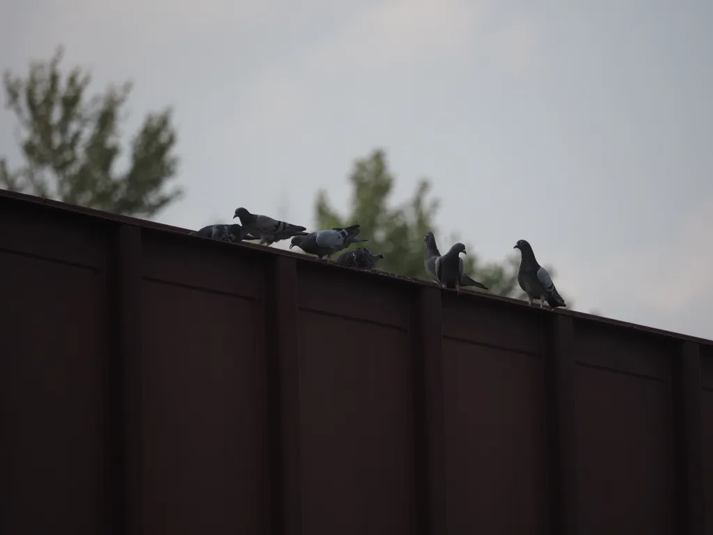 pigeons sitting on a rail car