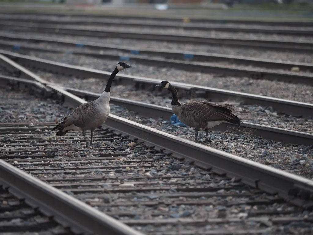 geese crossing train tracks