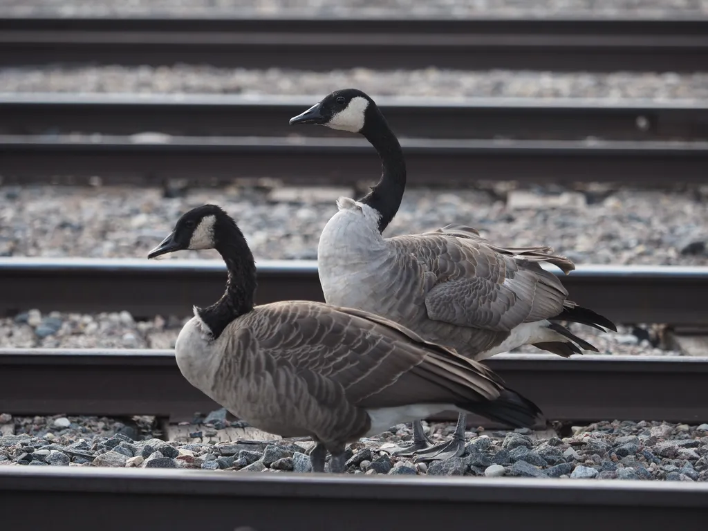 geese crossing train tracks