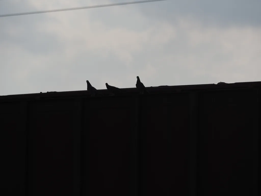 pigeons on a train