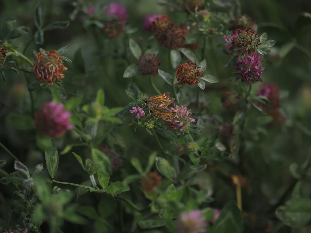 butterflies on a flower