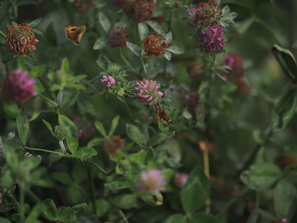 butterflies on a flower