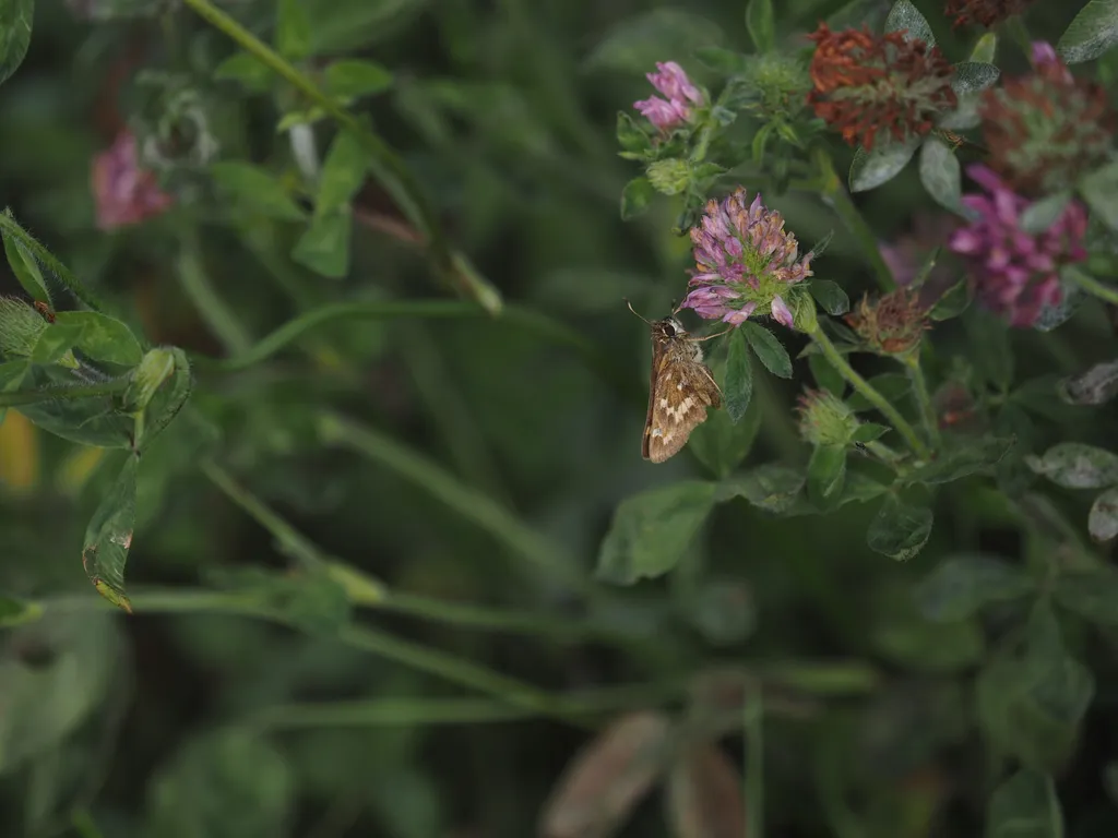 butterflies on a flower