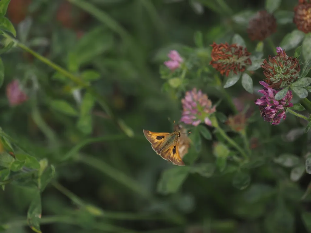 a butterfly above a flower