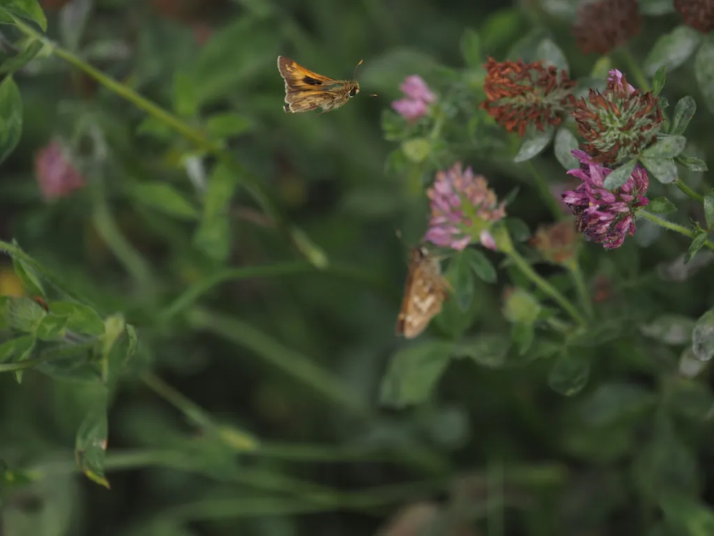 a butterfly above a flower