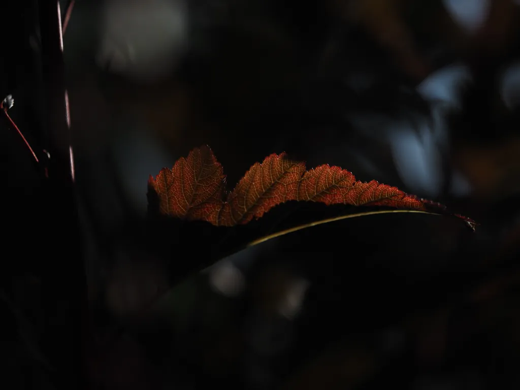 sunlight illuminating a leaf