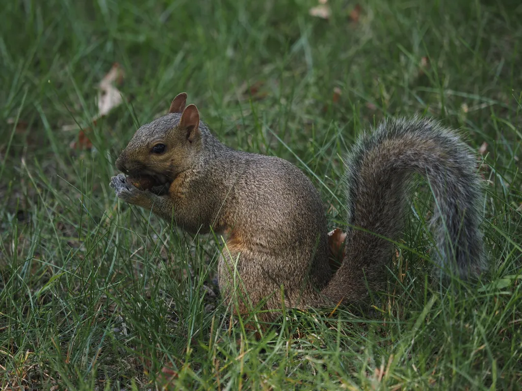 a squirrel eating a nut