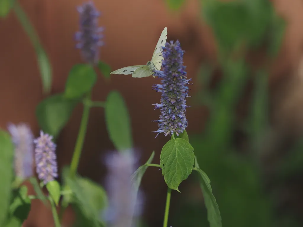 a butterfly on a flower