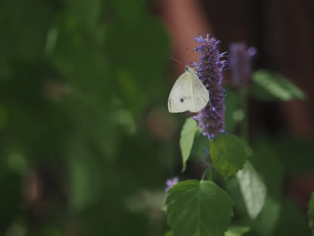 a butterfly on a flower