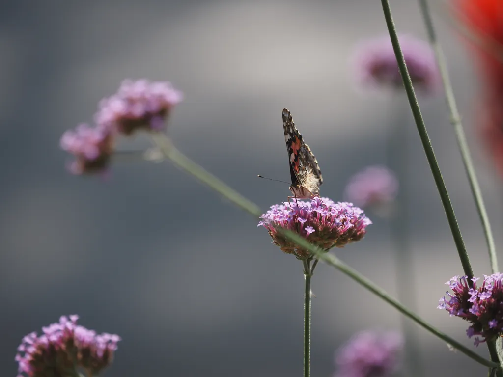 a butterfly on a flower