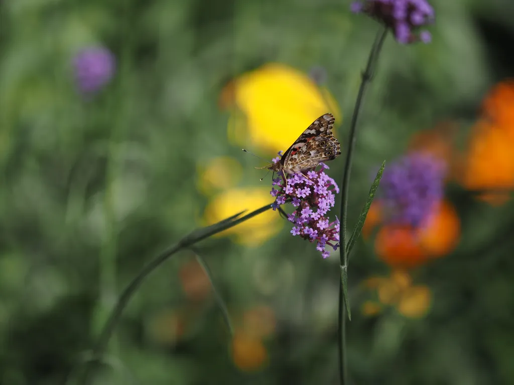 a butterfly on a flower