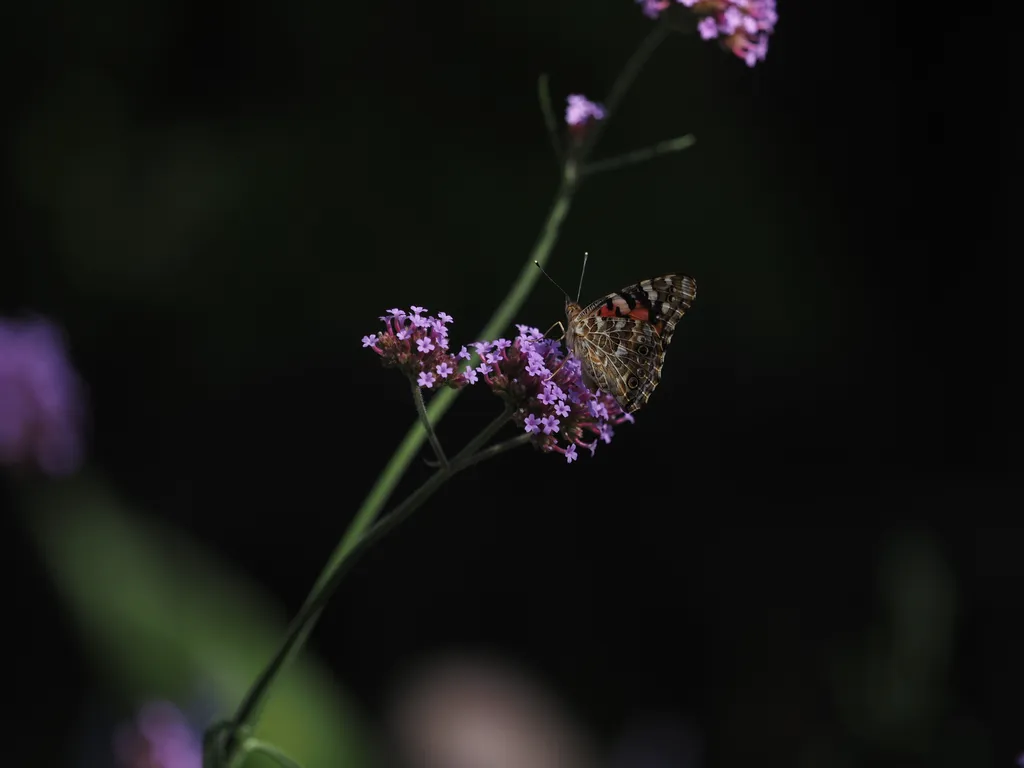 a butterfly on a flower