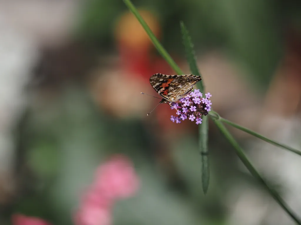 a butterfly on a flower