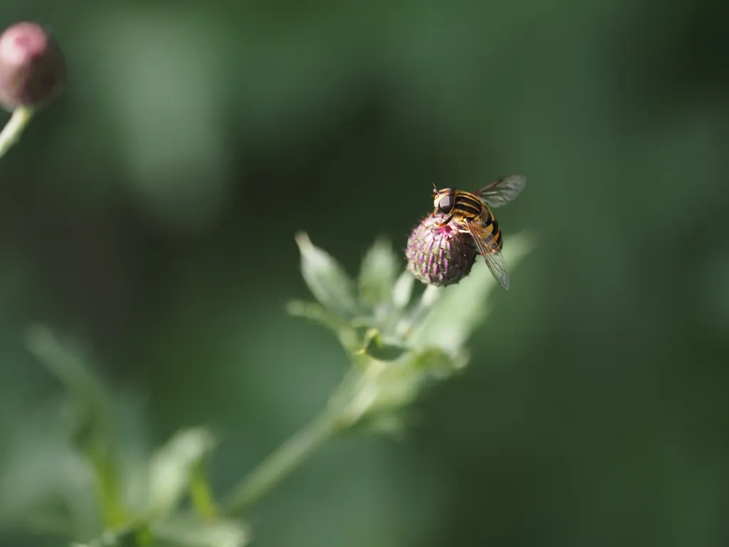 a fly on a thistle