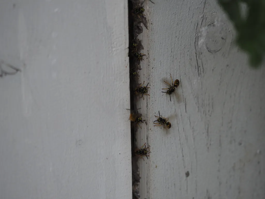 paper wasps swarming on a fence