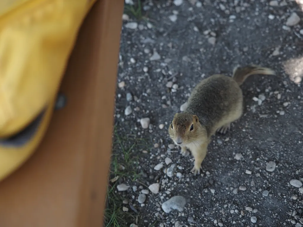 a prairie dog under a picnic table