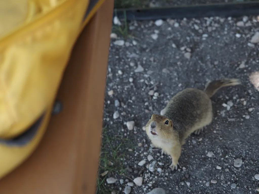 a prairie dog looking up at a backpack