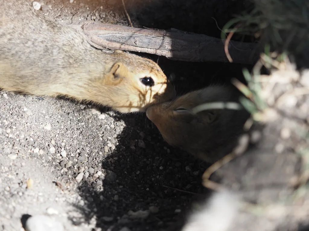 two prairie dogs mouth-to-mouth