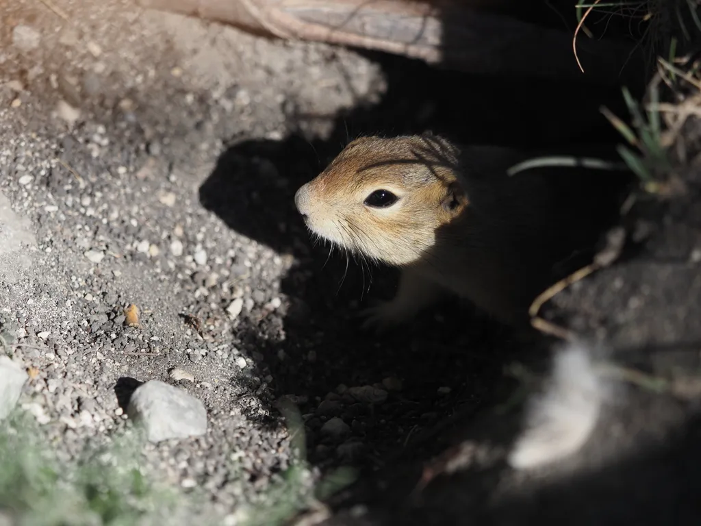 a prairie dog looking up from a hole