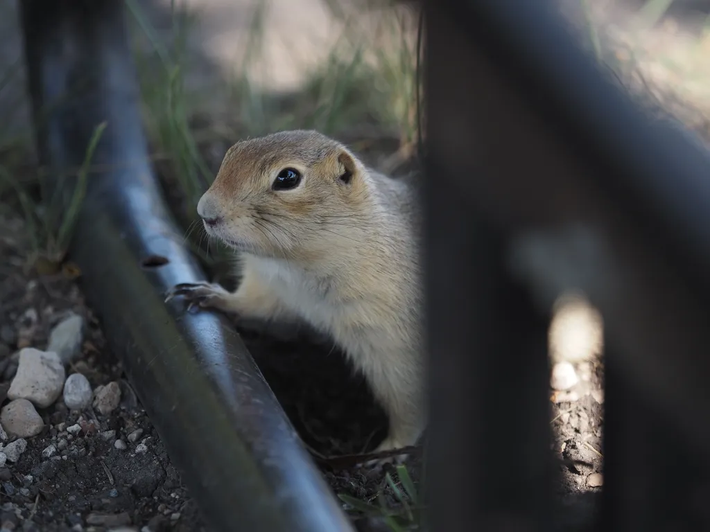 a prairie dog under a picnic table