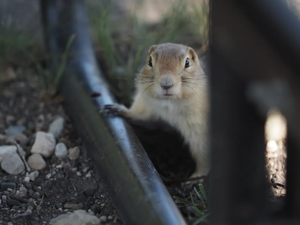 a prairie dog under a picnic table