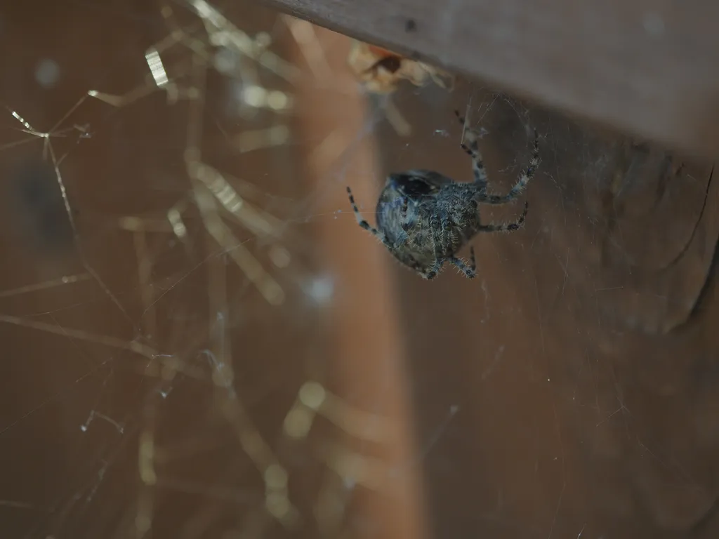 a spider in a web