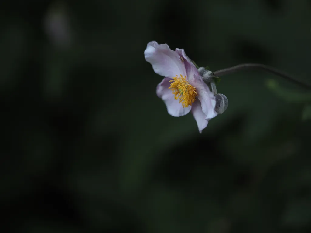 a tiny spider nestled in the petals of a pale pink flower