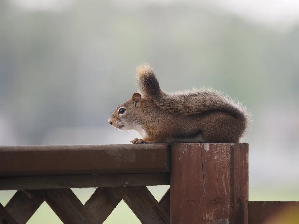 a squirrel on a fence