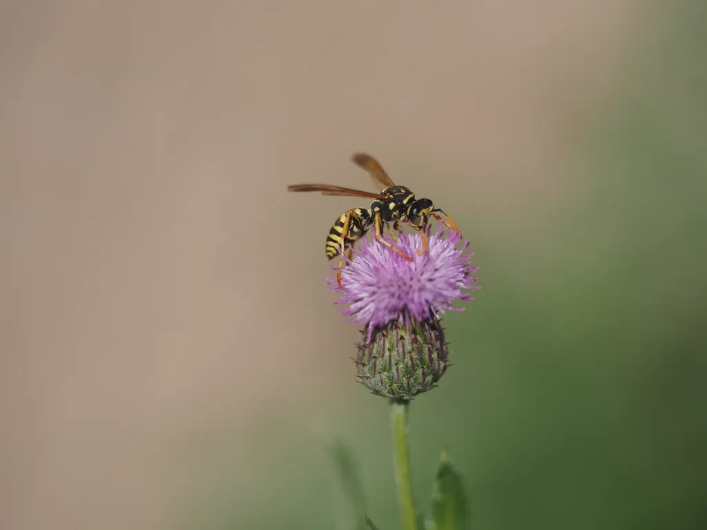 a wasp on a thistle