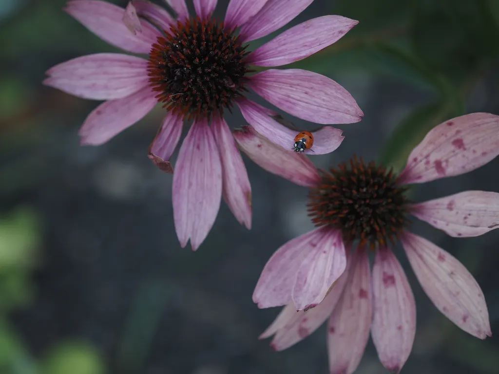 a red beetle on a pink flower