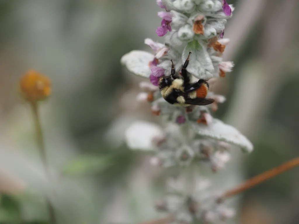 a bee resting on a flower