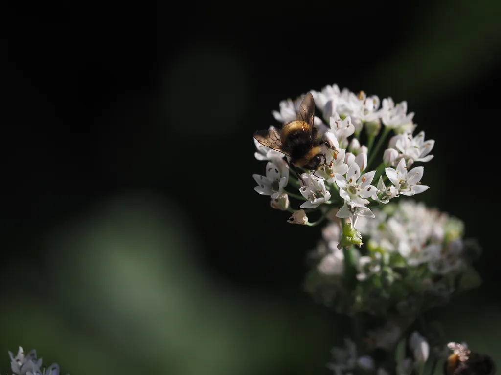 a bee on small white flowers