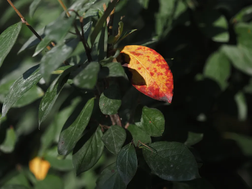 a yellow and red leaf amongst green ones