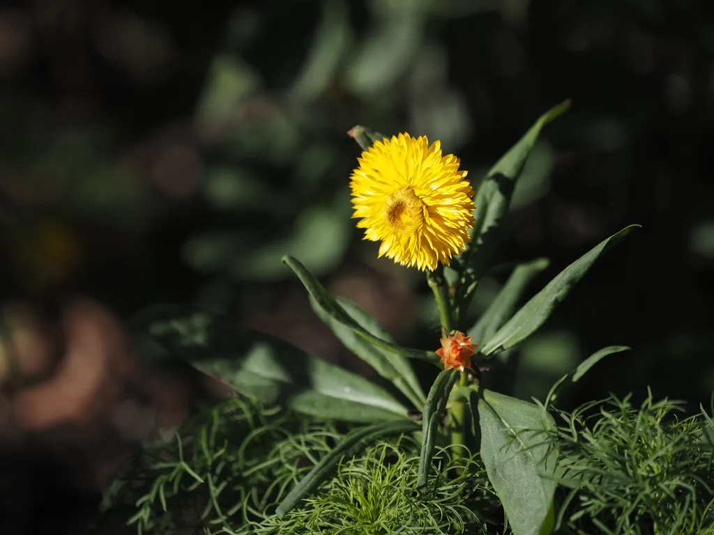 a many-petaled yellow flower