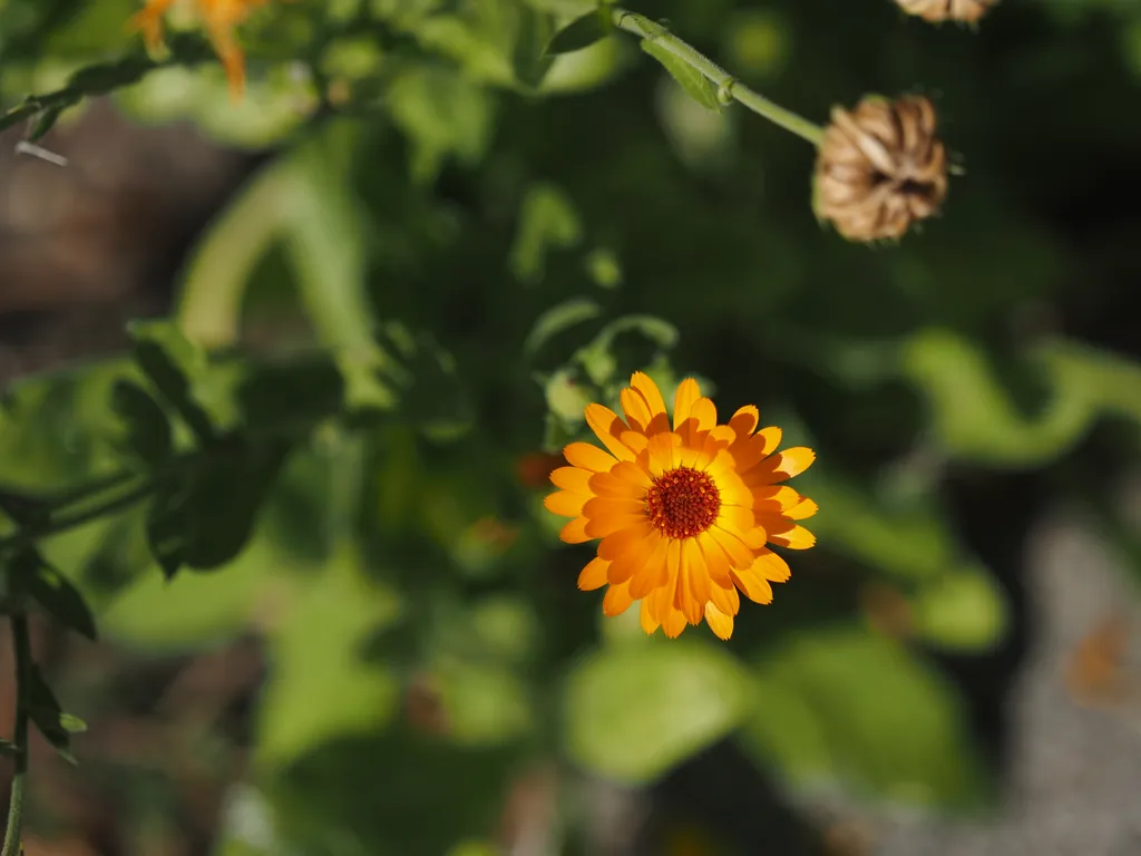 an orange multi-petaled flower