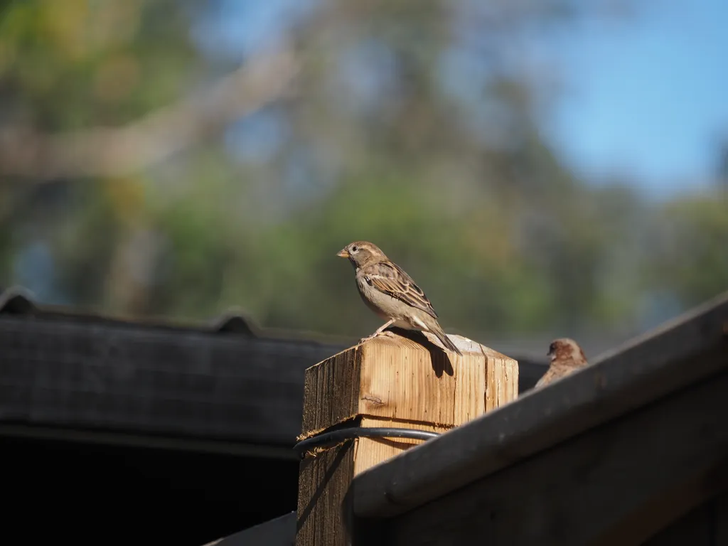 sparrows on a fence