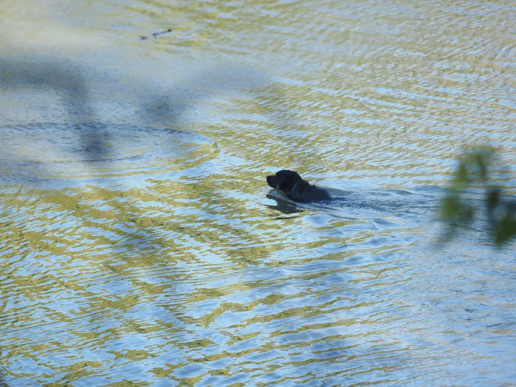 a dog swimming in a river