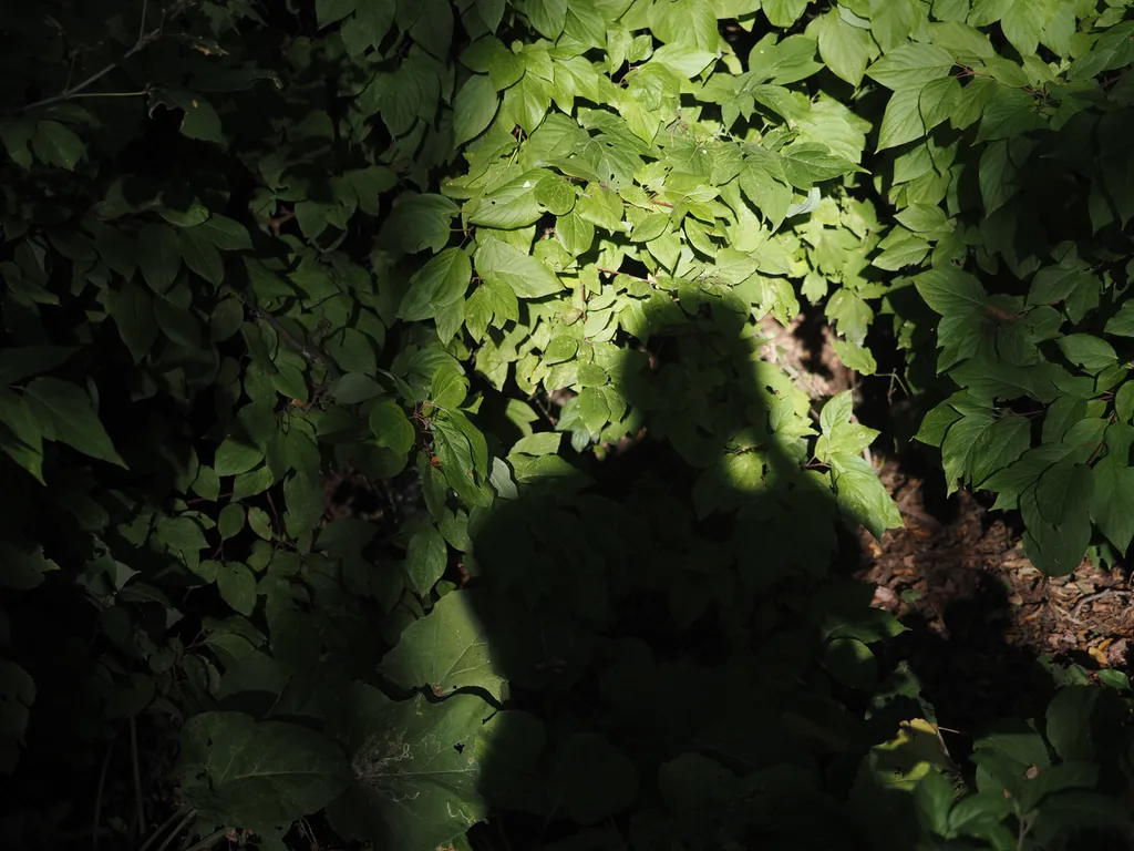 a shadow of the photographer against a dense set of leaves