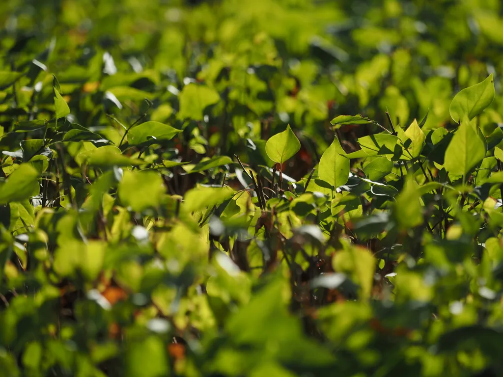 green leaves on a trimmed shrub