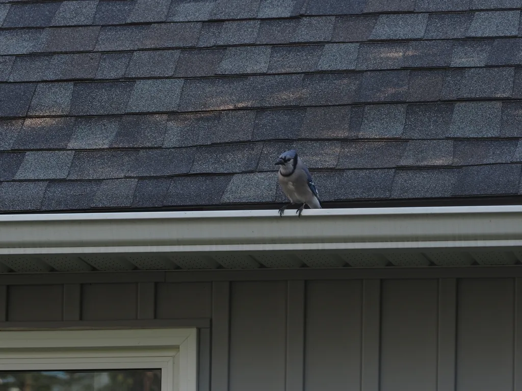 a bluejay on the eaves of a house