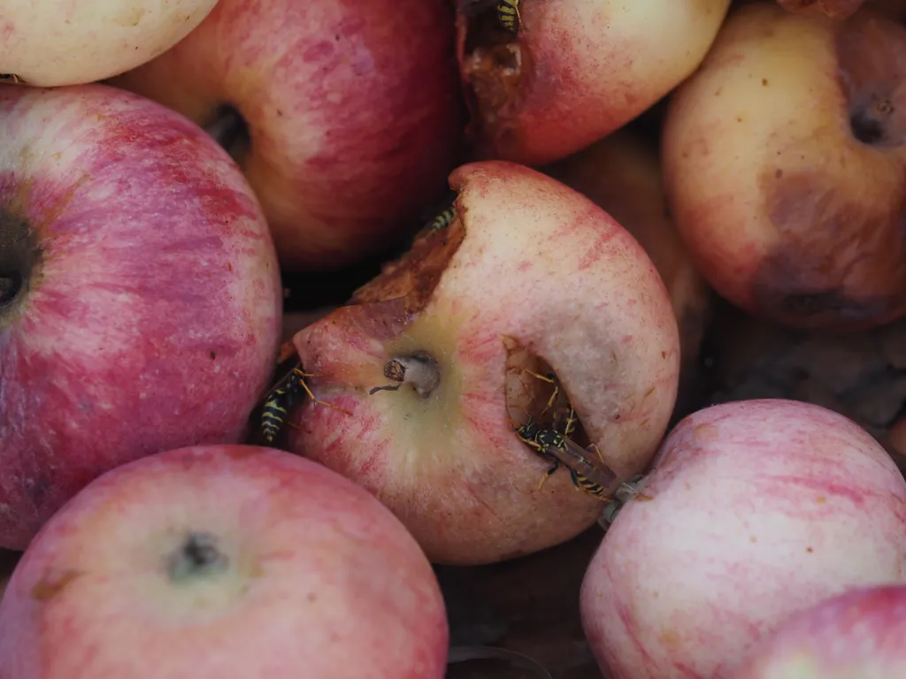 wasps. eating a bucket of apples