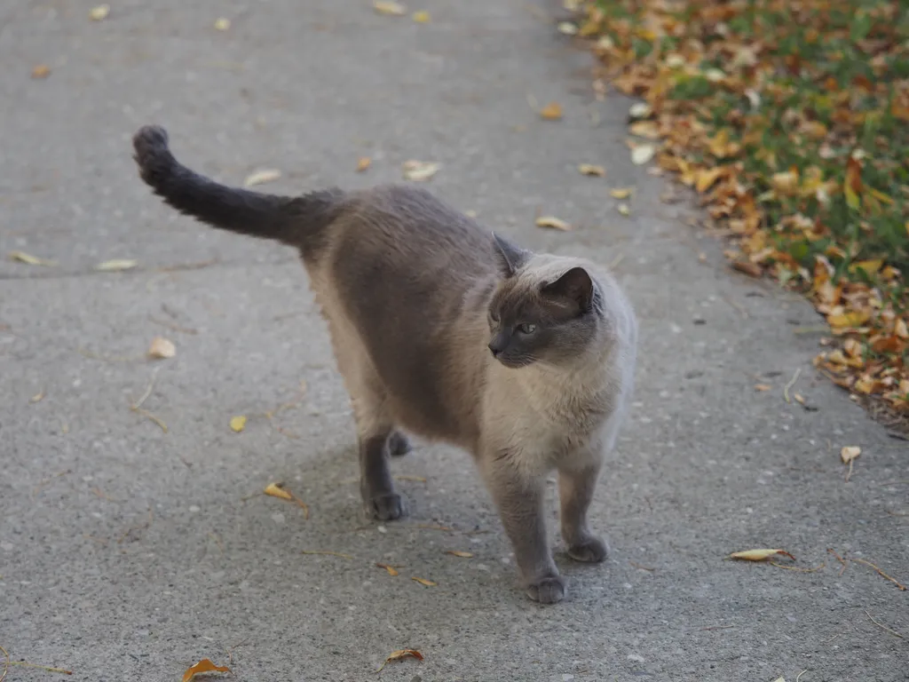 a grey and brown standing on a sidewalk