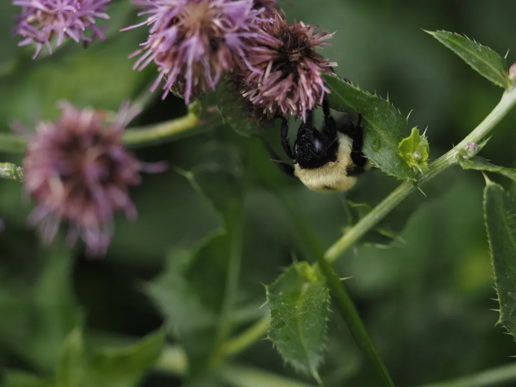 a bee sleeping on wilted flowers