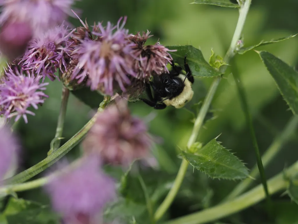 a bee sleeping on wilted flowers