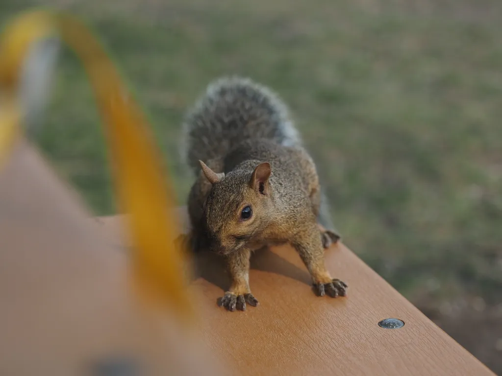 a squirrel at the same picnic table as the photographer